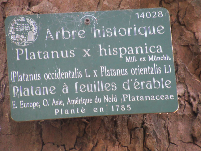 Jardin des Plantes historical tree