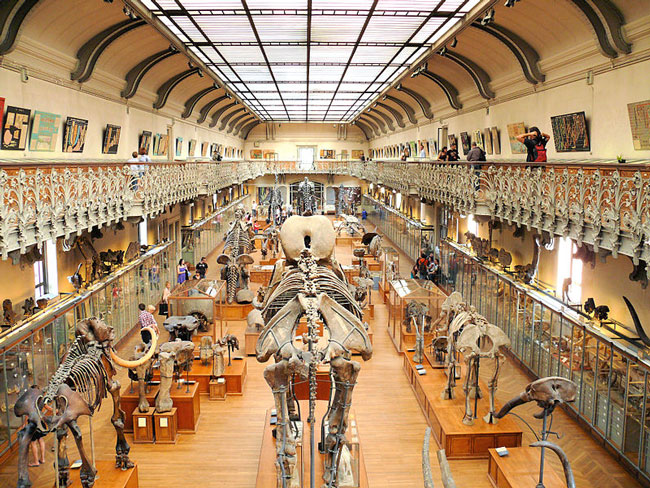 Second floor of Galerie de paléontologie