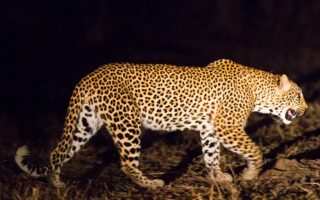 Nocturnes at the Paris Zoological Park