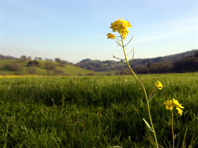 Mustard Plant in Grant Park