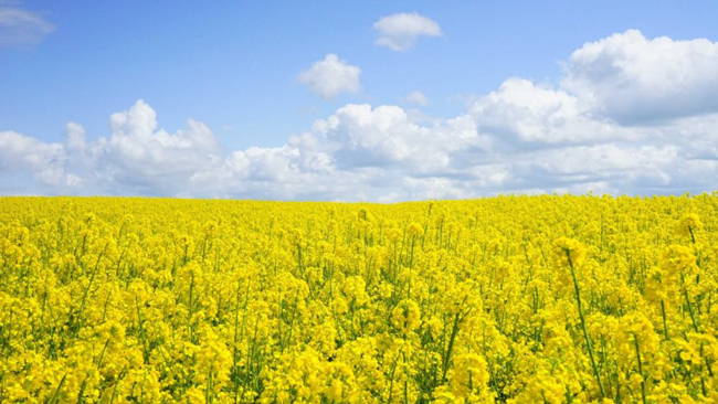 Mustard field