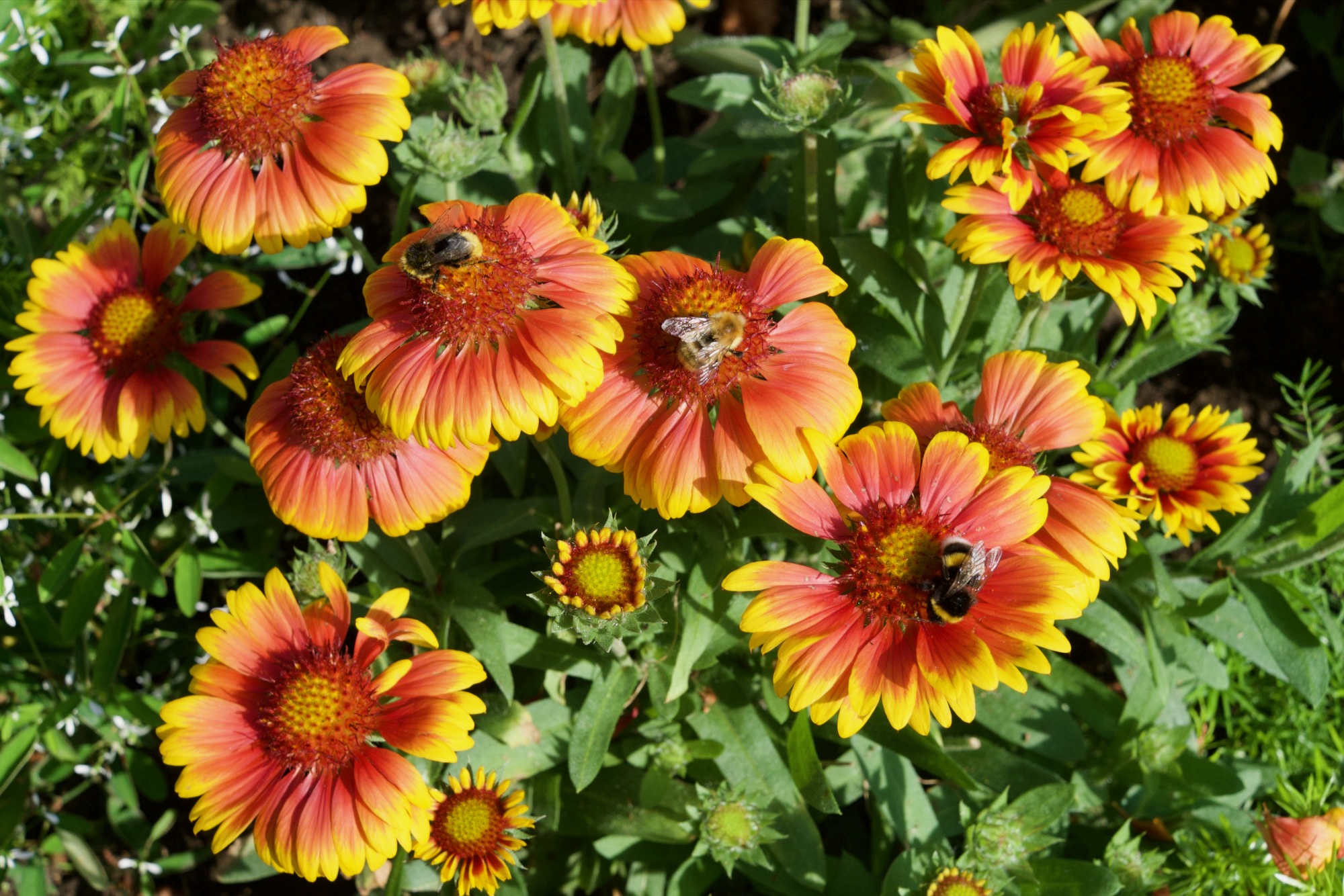 Bees on red and yellow flowers