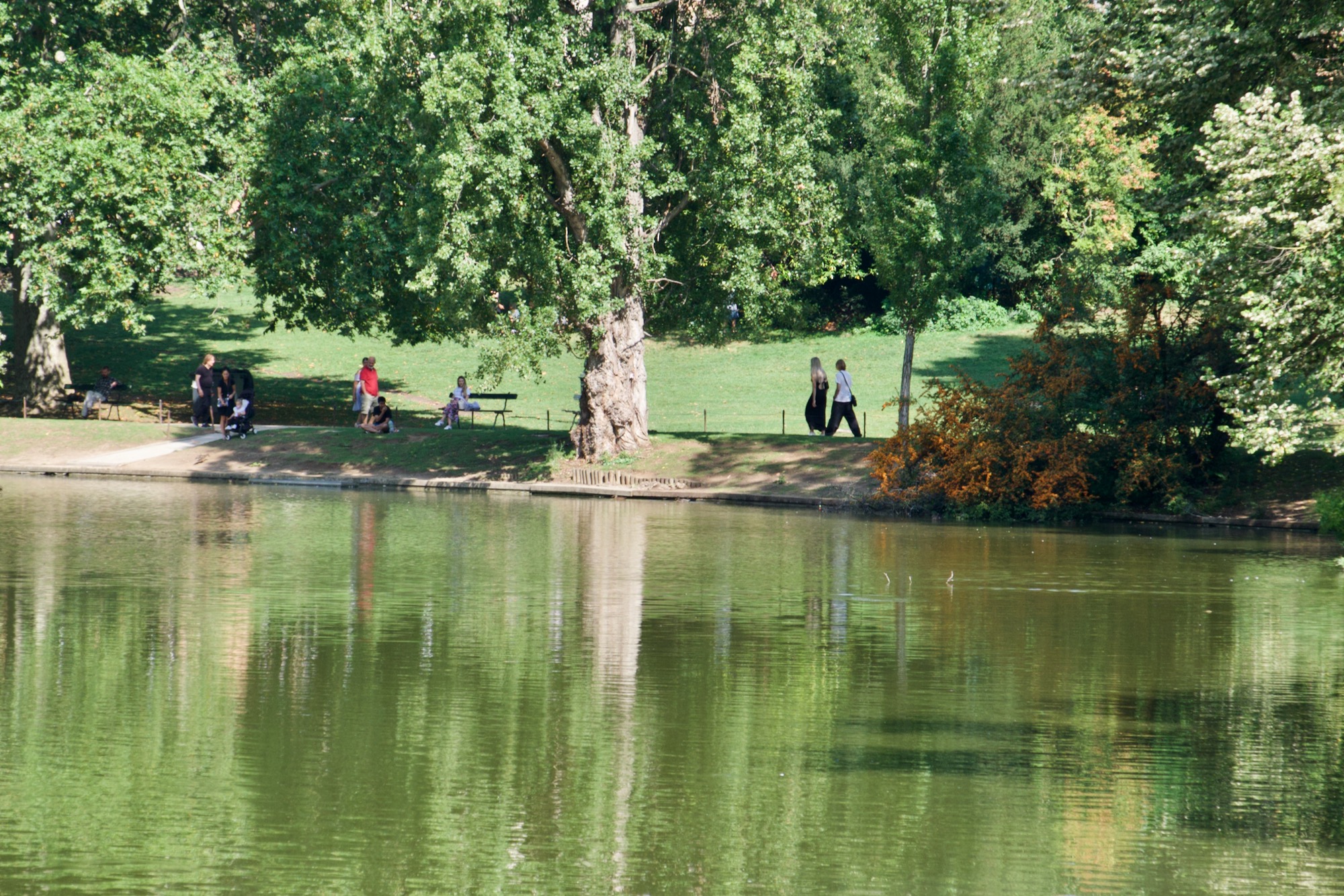 People walking under a tree across the river