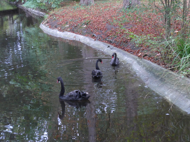 Black swans on the water in the château park