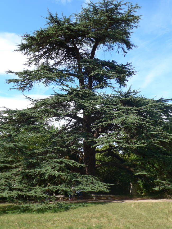 The cedar of Lebanon at Malmaison