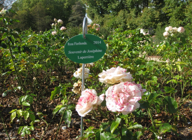 ‘Souvenir de Joséphine’ rose at Malmaison