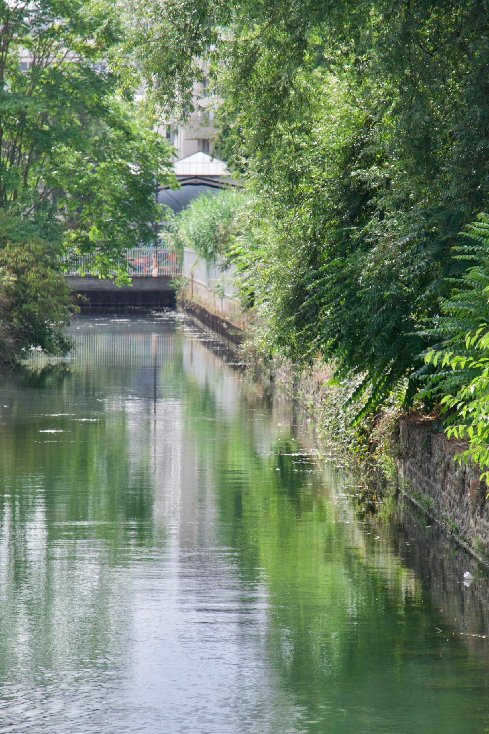 Reflections of trees on the water