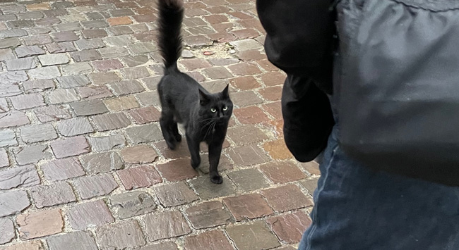 Black cat looking at someone