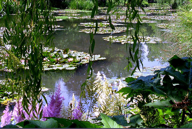 A view of waterlilies at Giverny