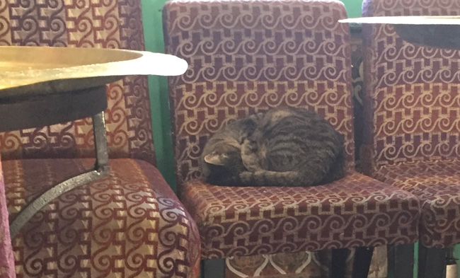 A sleeping cat on a chair