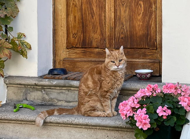 A ginger cat in front of a door