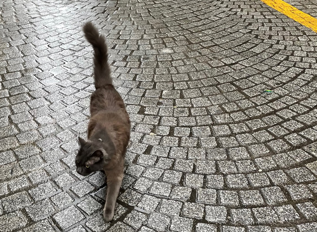 Cat on cobbled street
