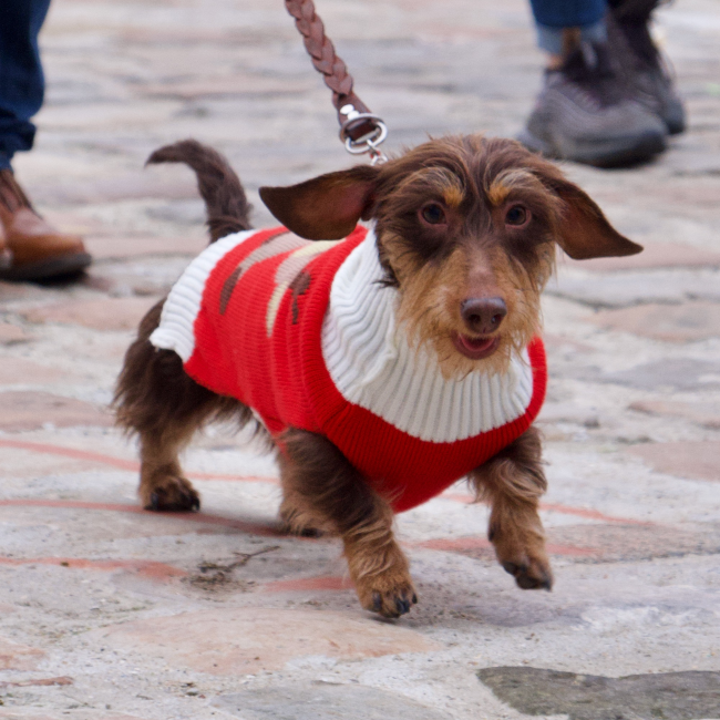 Paris Sausage Walk: Admire Darling Dachshunds on the Seine