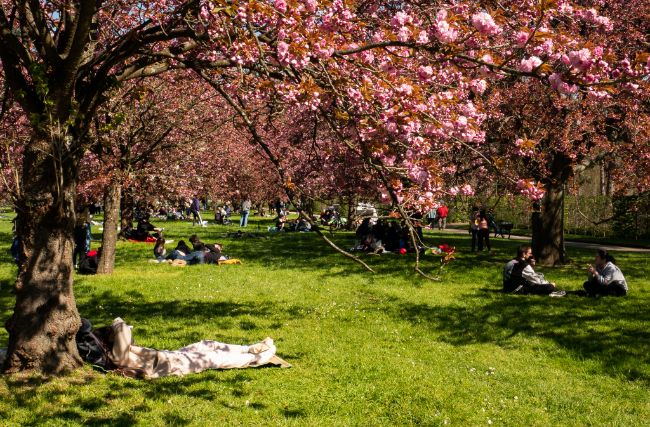 Cherry Blossoms in Paris: The Hanami Fête in Parc de Sceaux 2023