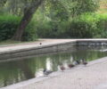 rectangular duck pond