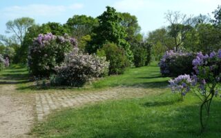 Explore the Arboretum de Paris