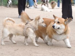 The Dogs of Paris: Playful and Pampered Pets...