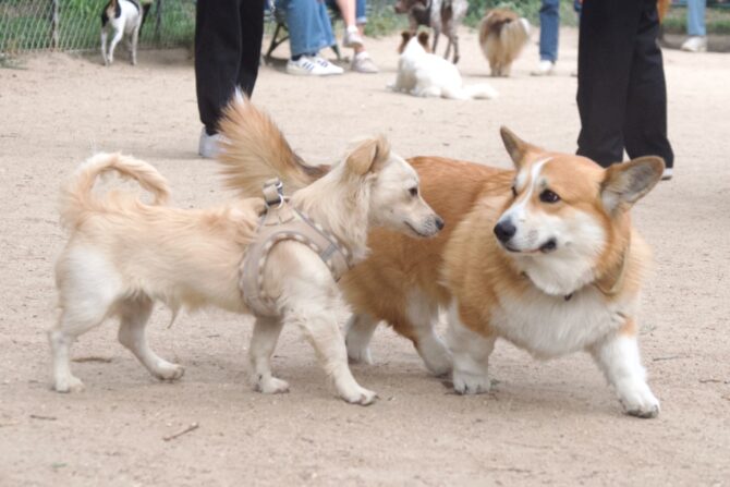 The Dogs of Paris