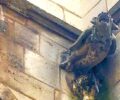 Gargoyles at Saint Severin picture Hazel Smith