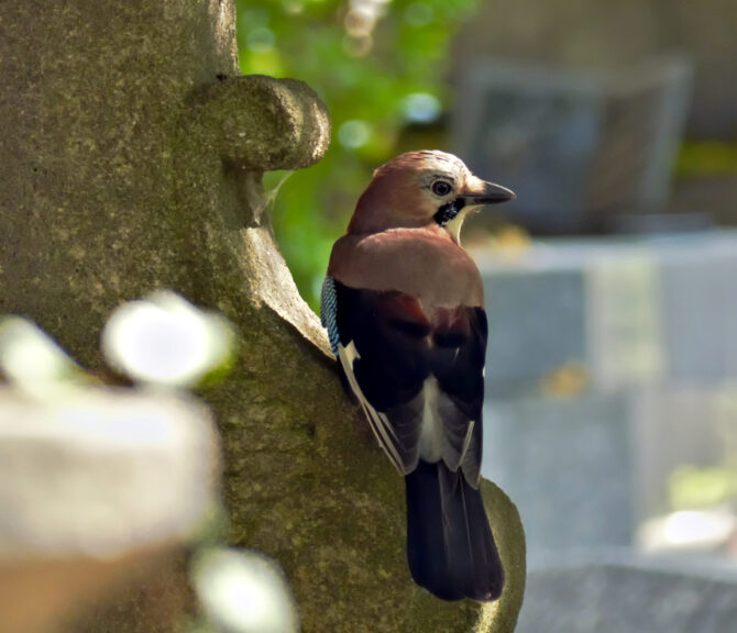 A Wildlife Sanctuary in the World’s Most Famous Cemetery