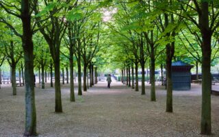 Summer Sights in the Jardin du Luxembourg