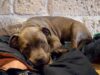 Les Chiens et Chats: Mapping Paris by Dogs and Cat...