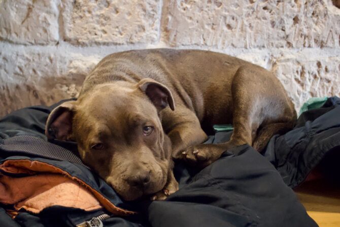 Les Chiens et Chats: Mapping Paris by Dogs and Cats