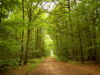 The Paris Region’s Forests Are a Natural Coo...