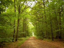 The Paris Region’s Forests Are a Natural Coo...