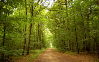 The Paris Region’s Forests Are a Natural Cooling Resource