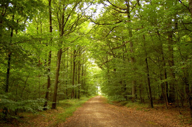 The Paris Region’s Forests Are a Natural Cooling Resource