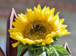 In the Footsteps of the Masters: A Summer Day in A...