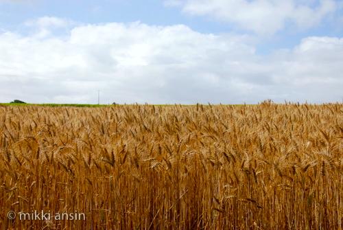 Brittany wheat fields. ©Mikki Ansin 2011