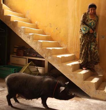 Le Cochon de Gaza. Publicity photo.