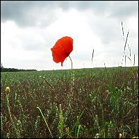 Poppy, Armistice Day