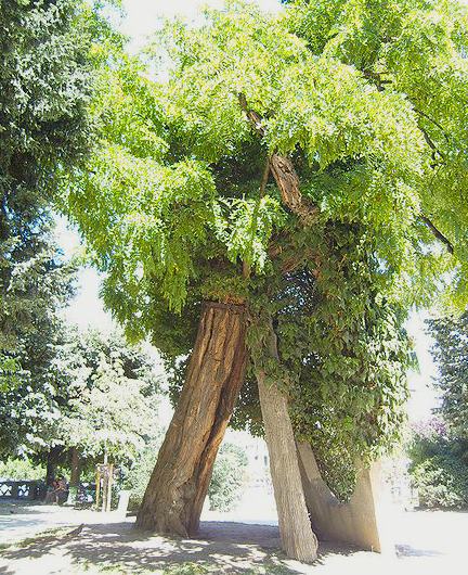 Oldest tree in Paris, a locust planted in 1601, at Square Rene Viviani. Photo: Robinier, Wikipedia 