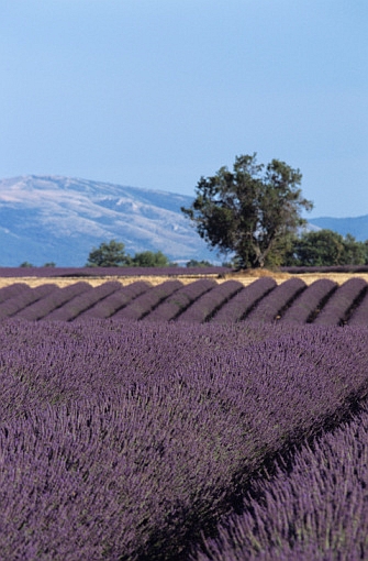 lavender in Provence France