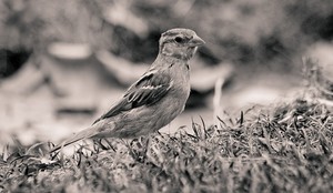 Sparrow in Paris. Photo credit: p.v./Flickr Creative Commons