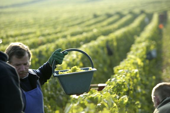 Harvest in Champagne ©Clay McLachlan ©Claypix 2011