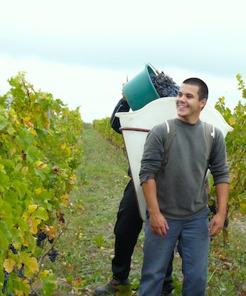 Harvest at Chateau de Pimpean. Photo: Cathy Shore