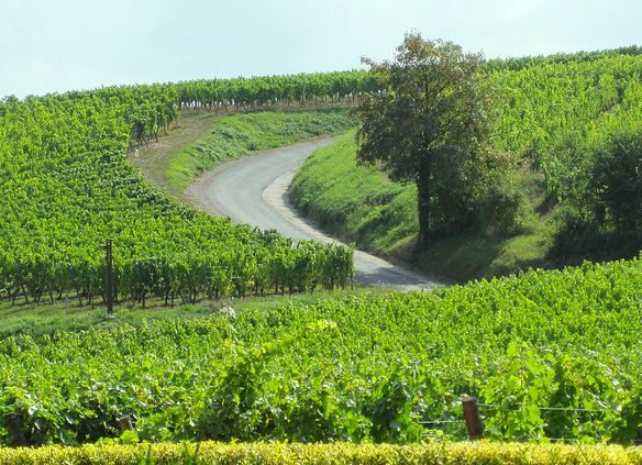 Alsatian vineyards. Photo: crazysw