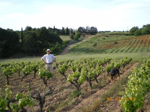 organic vineyard