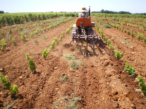 farmer working in an organic vineyard